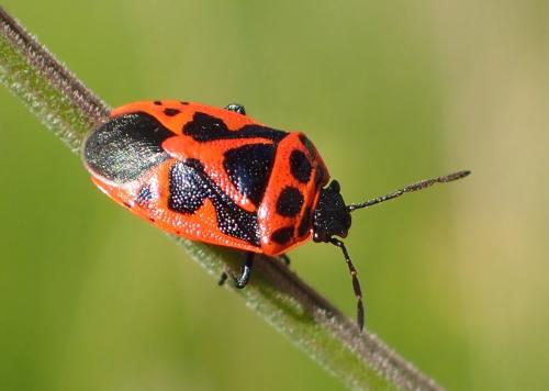 Réf. 212 679 : Eurydema dominulus